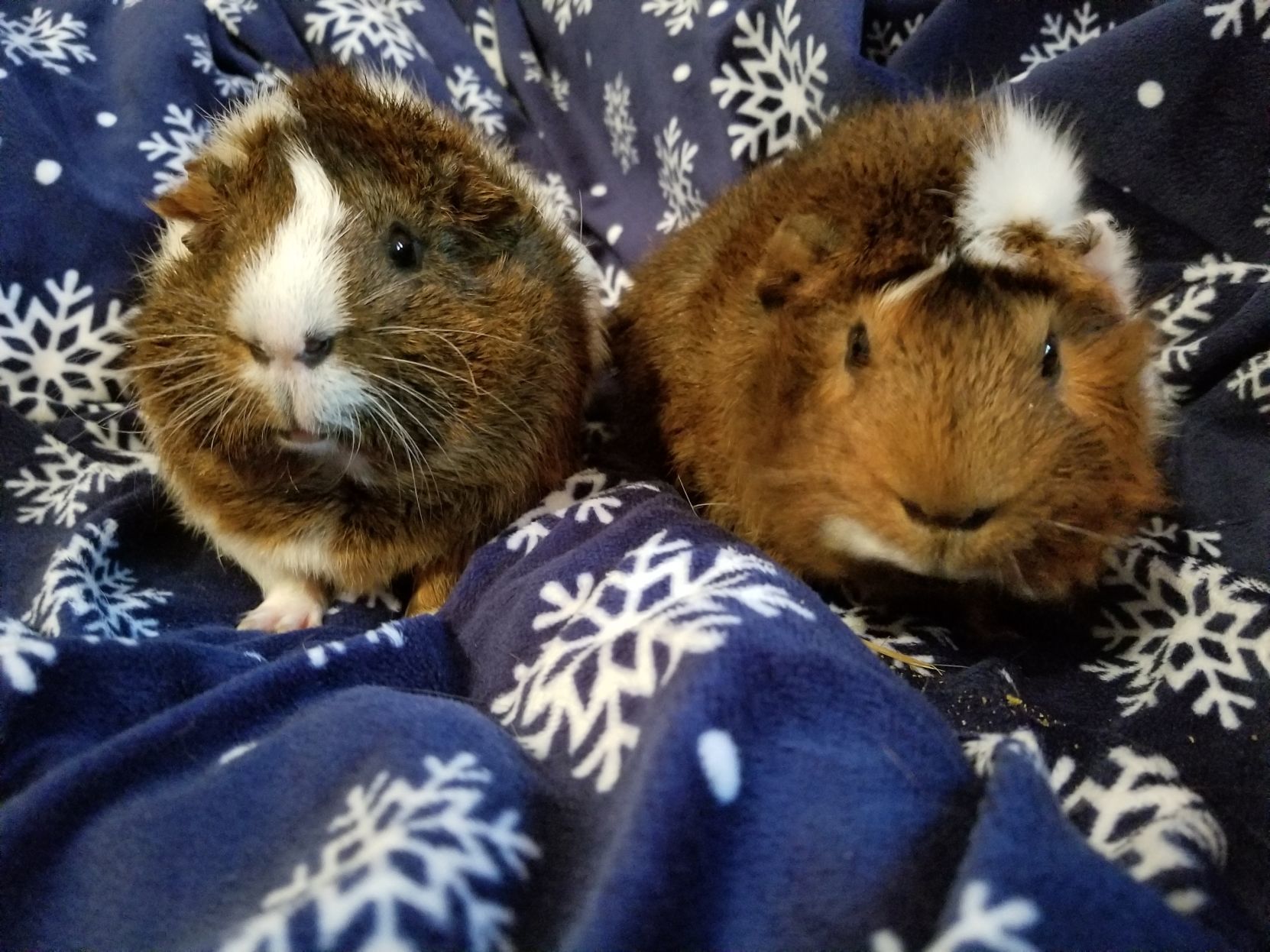 Pets